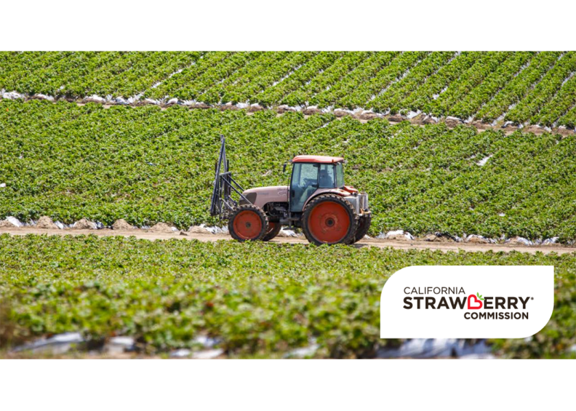 California strawberry growers track sustainability strides The Packer